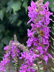 Bombus pascuorum