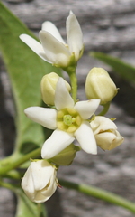 Vincetoxicum hirundinaria