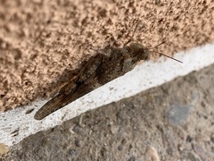 Trimerotropis pallidipennis