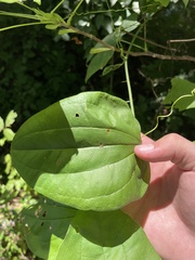 Smilax tamnoides