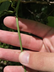 Smilax tamnoides
