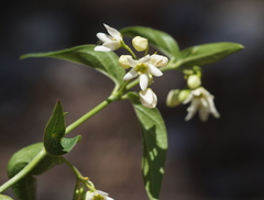 Vincetoxicum hirundinaria