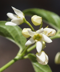 Vincetoxicum hirundinaria