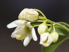 Vincetoxicum hirundinaria