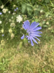 Cichorium intybus