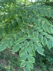 Aralia elata