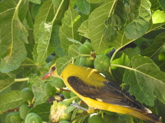 Oriolus oriolus