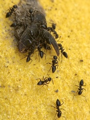 Nylanderia bourbonica