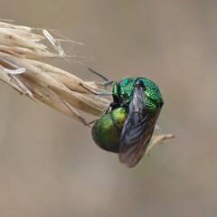 Chrysididae