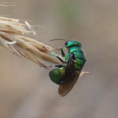 Chrysididae