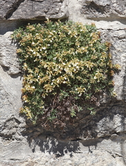 Teucrium montanum