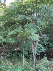Aralia elata