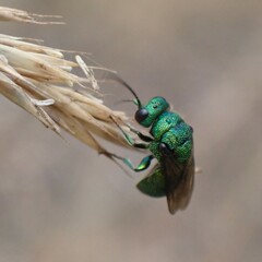 Chrysididae