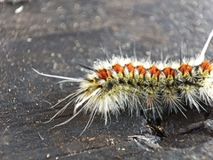 Lymantriinae