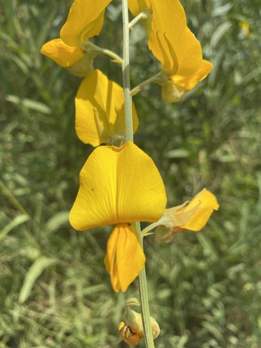 Crotalaria juncea iNat (1)