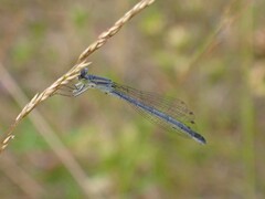 Ischnura perparva