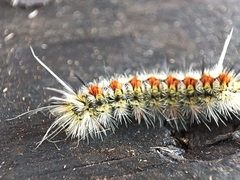 Lymantriinae