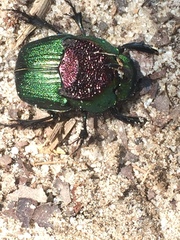 Phanaeus difformis