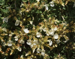 Teucrium montanum