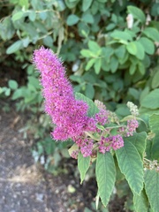 Spiraea douglasii