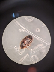 Stelidota geminata