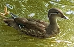 Aix galericulata