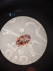 Stelidota geminata