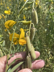 Crotalaria juncea