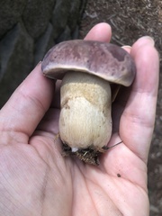 Tylopilus rubrobrunneus