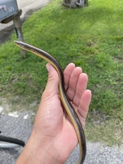 Ophisaurus ventralis