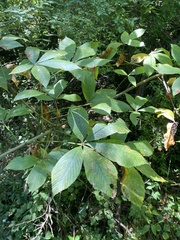 Aesculus glabra