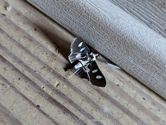 Desmia funeralis