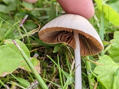 Conocybe apala