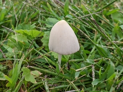 Conocybe apala