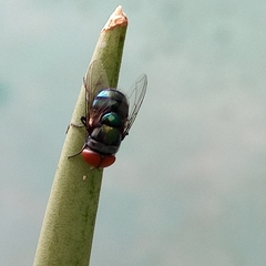Chrysomya megacephala