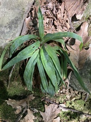 Carex platyphylla