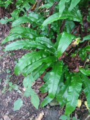 Asplenium scolopendrium
