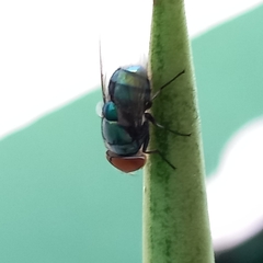 Chrysomya megacephala