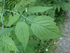 Rubus leucodermis