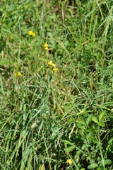 Agrimonia eupatoria