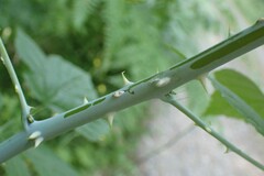 Rubus leucodermis