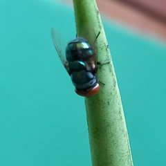 Chrysomya megacephala