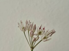 Allium moschatum