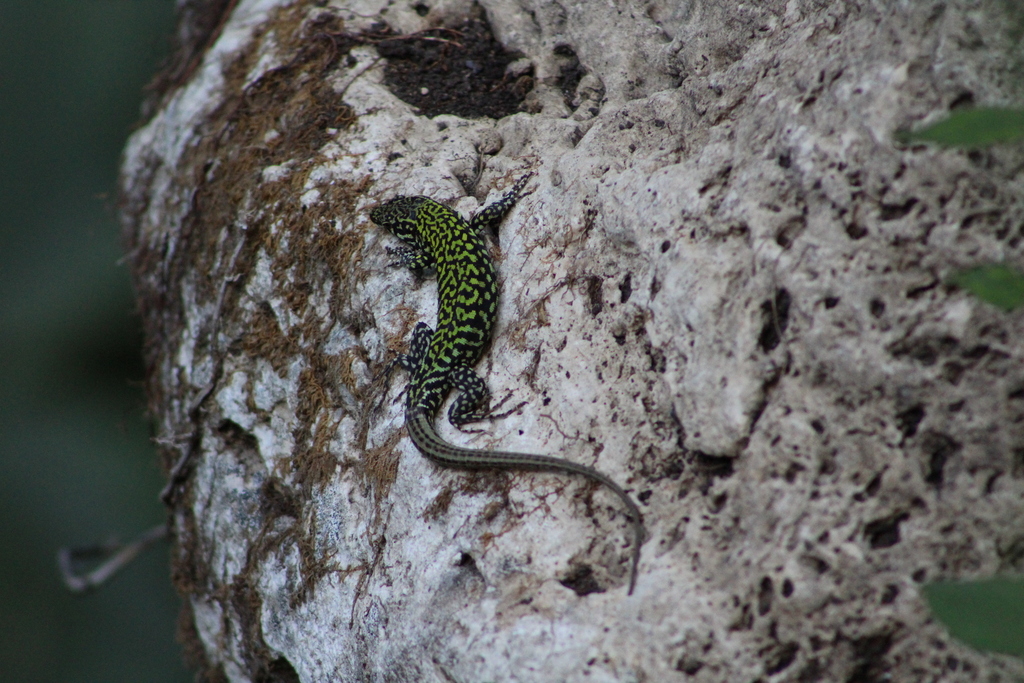Lizard In Rome Common Wall Lizard from Metropolitan City of Rome, Italy on August 23 ...