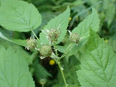 Rubus leucodermis