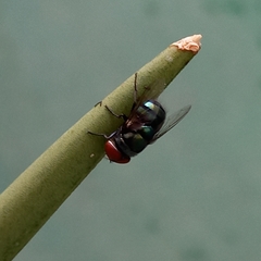 Chrysomya megacephala