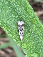 Microcrambus elegans