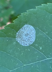 Phyllonorycter tiliacella