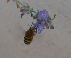 Amegilla quadrifasciata