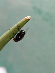 Chrysomya megacephala